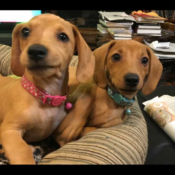 Meet your Posher, Debbie - Picture 1 of 1